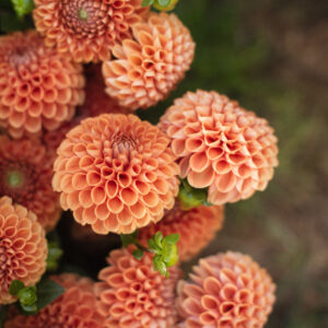 Cornel Bronze dalija