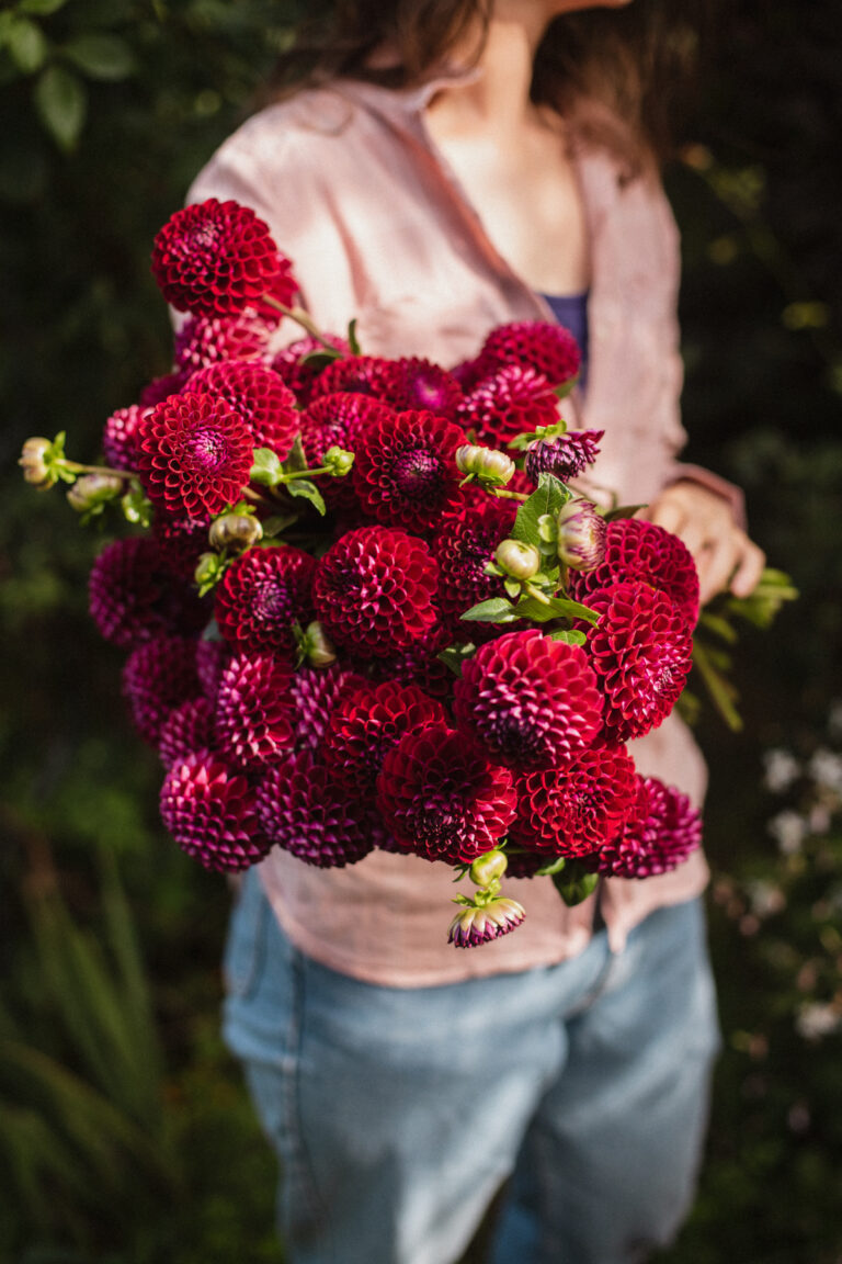 Dalije iz Majine Bashche