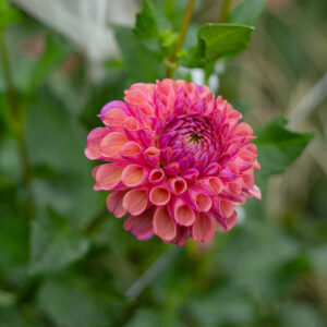 Happet Coppery dalija