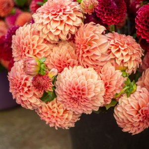 Peaches N' Cream (Solid) dalija