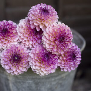 Wine Eyed Jill dalija