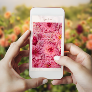 Vodič za uzgoj dalija