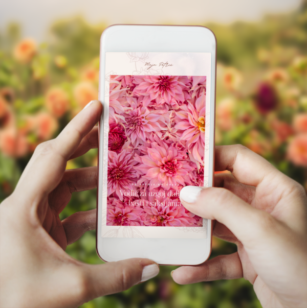 Vodič za uzgoj dalija